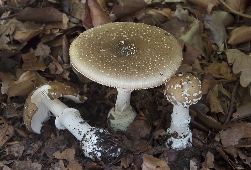 Amanita pantherina